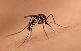 Кого комарі кусають частіше?. Американські дослідники з'ясували, що комарі реагують не тільки на запах людського тіла, але і на те, наскільки активно людина скидає комарів з шкіри.