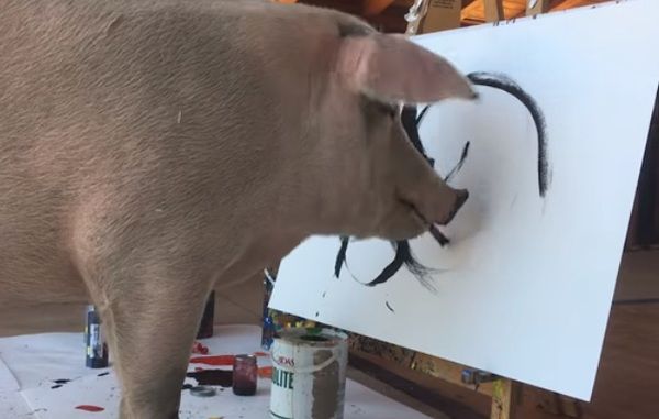 Свиня стала художником (відео). Свиня художниця Поркассо, врятована з бойні, освоїла арт-ремесло, і тепер її полотна продаються за ціною $ 4000..
