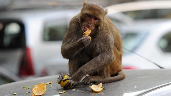 В Індії мавпа покарала місцевого жителя, який її образив. Інцидент стався напередодні в місті Шимла. 