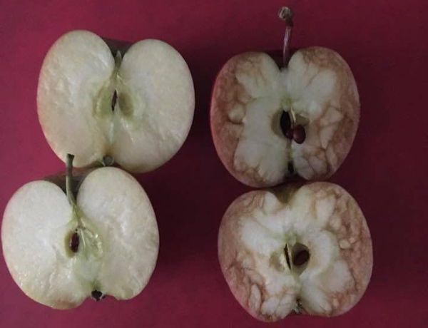 Вчителька чудово пояснила вплив знущань над однолітками на прикладі яблук. Просто браво!