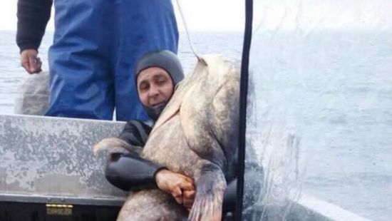Під Черкасами зловили гігантського сома вагою 140 кг(фото). Сом був спійманий на підводному полюванні.