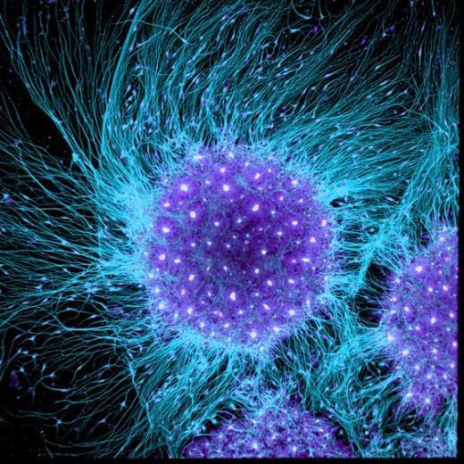 Що таке стовбурові клітини?.  Стовбурові клітини є постачальниками нових клітин. 