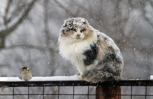 Прогноз погоди в Україні на сьогодні 4 лютого: дощ, місцями мокрий сніг