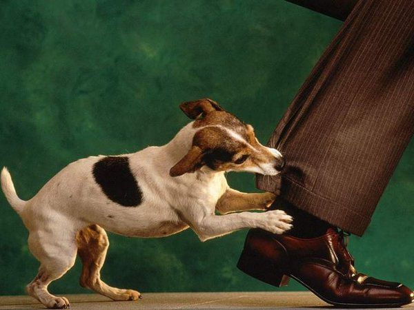 Науковці розповіли, кого найчастіше кусають собаки. Дослідники з університету Ліверпуля дійшли до висновку, що реальна кількість людей, які стали жертвами собачих укусів, значно перевищує офіційні статистичні дані