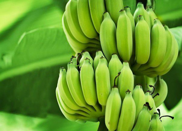 7 переваг зелених бананів - недозрілий ще краще!