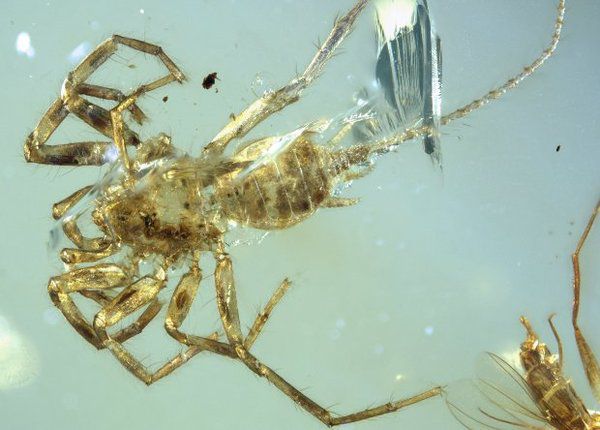 У шматку бурштину виявили химеру з хвостом – їй 100 млн років. Новий вид древніх павуків, які мали хвости, виявили вчені Канзаського університету у шматку бурштину в М'янмі.