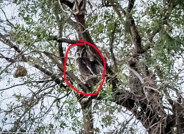 Нова оптична ілюзія: знайди на фото гігантського пугача!. Ще один випадок, коли сови не те, чим здаються!