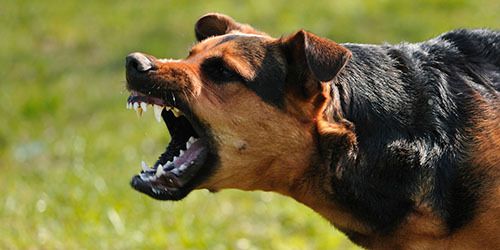 Важливо знати: дії під час нападу собаки!. 5 важливих правил,  що треба робити, якщо на вас напала собака