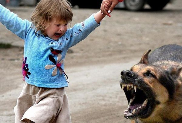 Важливо знати: дії під час нападу собаки!. 5 важливих правил,  що треба робити, якщо на вас напала собака
