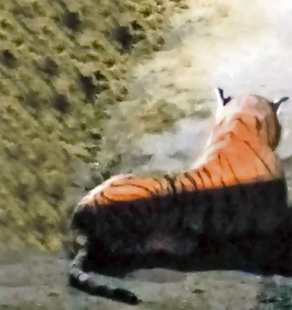 Шотландець побачив біля свого будинку тигра, те, що сталося потім, ....!. Шотландець Брюс Грабб зателефонував у поліцію з тривожним сигналом: на його ферму пробрався живий тигр.