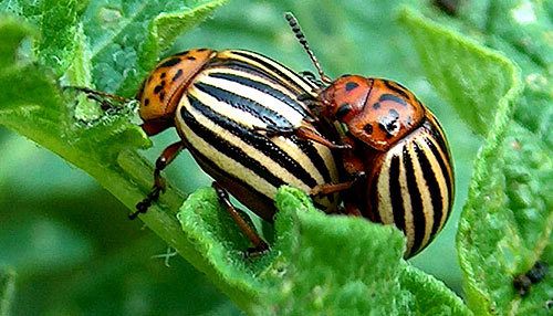 Генетики розкрили таємницю "безсмертя" колорадських жуків. Фахівці зі США вперше розшифрували ДНК колорадських жуків. Вони виділили в ній кілька генів, що відповідають за незвично швидке пристосування комах до різних кліматичних умов.