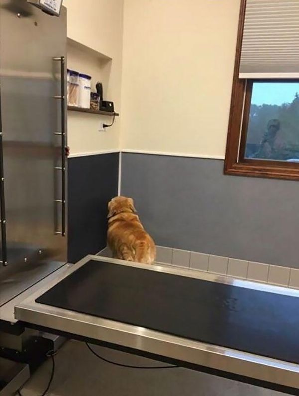 20 смішних моментів, коли собаки усвідомили, що вони їдуть до ветеринара замість прогулянки. Вони завжди знають, коли їдуть до лікаря.