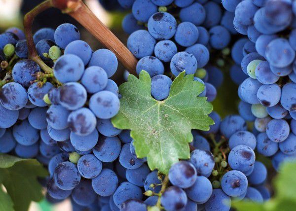Вчені знайшли антидепресант в звичайному винограді. Дослідники впевнені, що виноградний антидепресант дійсно може врятувати від депресії тих, хто вже випробував безрезультатність звичайних методів позбавлення від цієї хвороби.