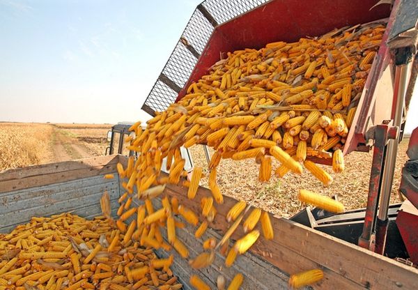 Китай почав купувати кукурудзу в Україні замість США. Один з трейдерів розповів, що ціни на експорт з України підвищилися через зростання попиту. Зараз тонна кукурудзи коштує 180 доларів.