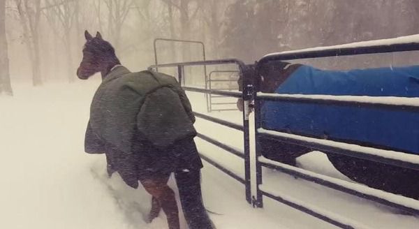 Він випустив коней на зимову прогулянку. Це відео підірвало Мережу!. Багато хто знає, що в Північній Америці настали суворі морози, які на кілька днів закрили в будинках не тільки людей, але і тварин.