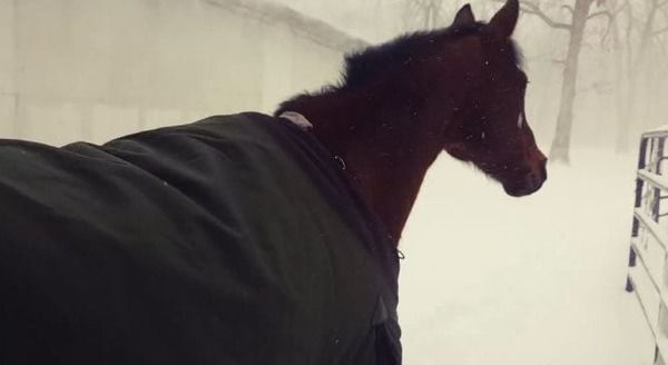 Він випустив коней на зимову прогулянку. Це відео підірвало Мережу!. Багато хто знає, що в Північній Америці настали суворі морози, які на кілька днів закрили в будинках не тільки людей, але і тварин.