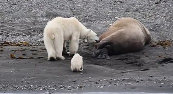 Суперечка між білою ведмедицею і моржем сколихнула Мережу(відео).  Тварини користуються найменшою можливістю, щоб можна було чимось поживитися.