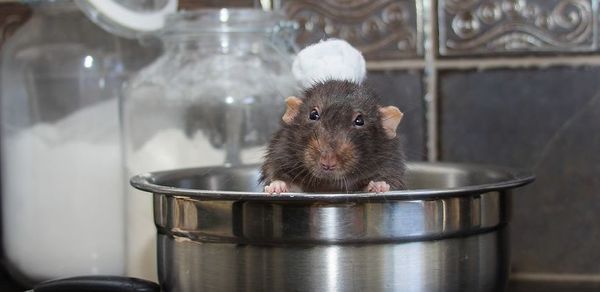 Ви повинні це побачити: реальний щур-поварчук Фиббс (фото). Знімки маленького щурика Фиббса, який з радістю допоможе вам на кухні!