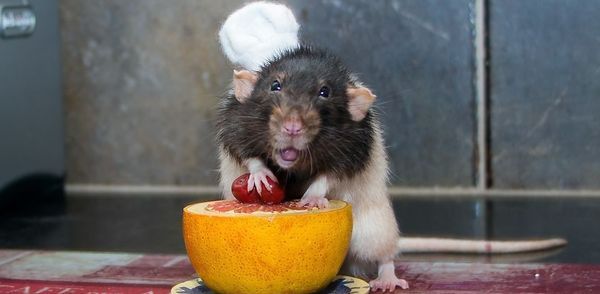 Ви повинні це побачити: реальний щур-поварчук Фиббс (фото). Знімки маленького щурика Фиббса, який з радістю допоможе вам на кухні!