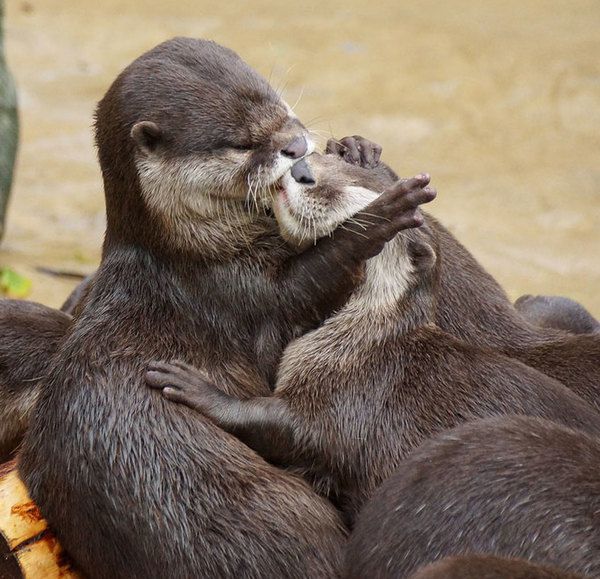 Любов і милота: 14 фото тварин, які цілуються до Дня святого Валентина. Подивися, яка любов!