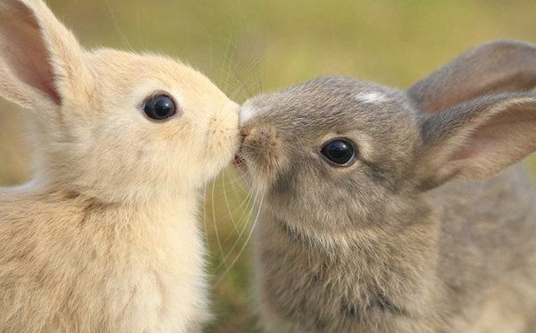 Любов і милота: 14 фото тварин, які цілуються до Дня святого Валентина. Подивися, яка любов!