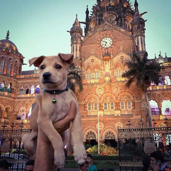 Вони знайшли вмираюче цуценя в Індії і не змогли його там кинути...Тепер цей пес став зіркою в Мережі! (фото). Історія цієї собаки нагадує фільм «Мільйонер з нетрів» або «Каштанку» зі щасливим кінцем.