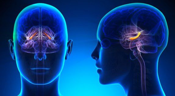Пам'ять залежить від цілісності блакитної плями головного мозку. В Англії було проведено безліч експериментів, згідно з яким професора визначили, що людська пам'ять залежить від цілісності блакитної плями.