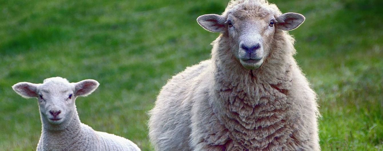 Вівці під марихуаною ледь не розгромили село. У Великобританії в селі Рідіпанді, поблизу міста Суонсі, вівці влаштували погром