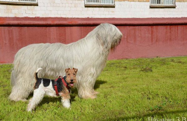Найбільші собаки в світі (Фото). Підбірка знімків найбільших у світі порід собак.