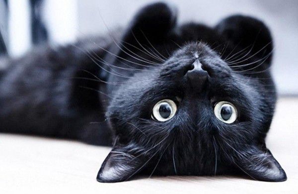 Чорна кішка: забобони та міфи