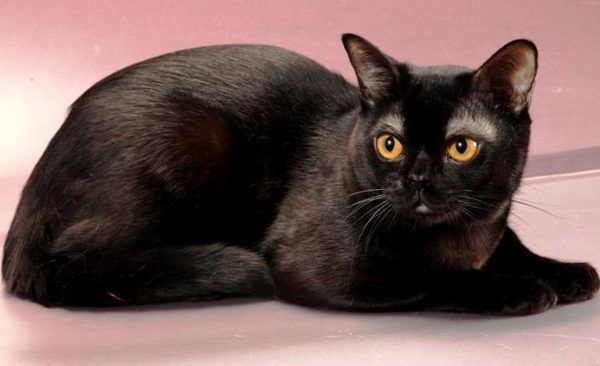 Чорна кішка:  забобони та міфи. Про що ви думаєте, коли бачите чорну кішку? Про Хеллоуїн? Про відьом? Думаєте про свою смерть або можливих невдачах? Або про своє шанс зустріти хлопця? Коли справа стосується чорних кішок, то все забобони і міфи зникають, адже насправді, це милі істоти на планеті. І зараз ми розповімо все найцікавіше про ці представників котячих.
