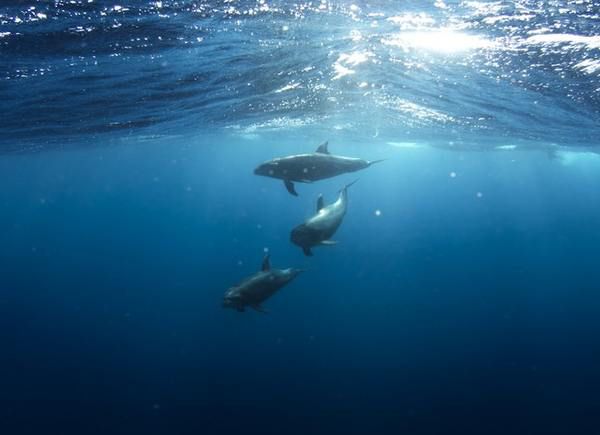 19 лютого - Всесвітній день захисту морських ссавців (китів). Сьогодні у всьому світі відзначається День китів.