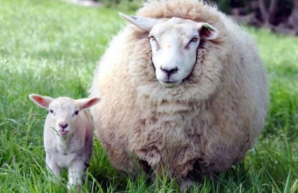У США вперше схрестили вівцю з людиною. Вчені з Каліфорнійського університету вперше виростили ембріон вівці, що містить клітини людини.