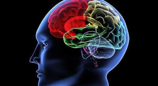 Вчені з'ясували, що дозволяє мозку залишатися молодим. Вчені сподіваються, що їх дослідження допоможе зрозуміти, що викликає Альцгеймер.
