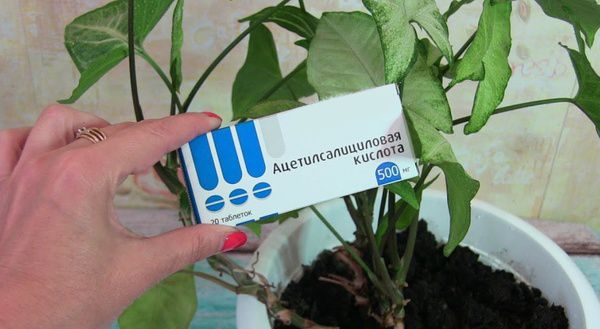 Прискорити зростання кімнатних рослин можна за допомогою простих засобів. Цукор і аспірин під корінь.