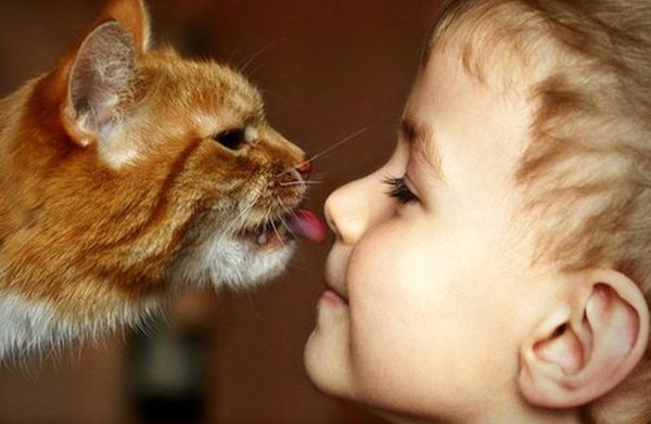Важливо знати: хвороби кішок, що передаються людині. Кішки можуть бути переносниками хвороб, як правило, зараження людини відбувається через прямий контакт з кішкою — погладжування, поцілунки в носик ... Так що ж робити? 