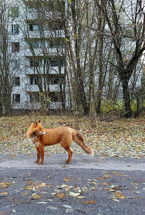 Чорнобильський лис Семен сколихнув мережі своєю "чарівністю". У мережі навіть створили групу від імені забавної тварини.