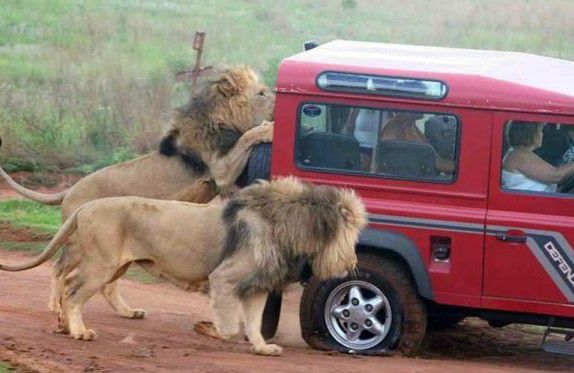 В Африці під час сафарі на відпочиваючих напала зграя левів. Відпочиваючі під час сафарі в Африці зазнали нападу зграї левів.