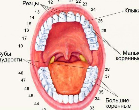 Причини агенезії зубів