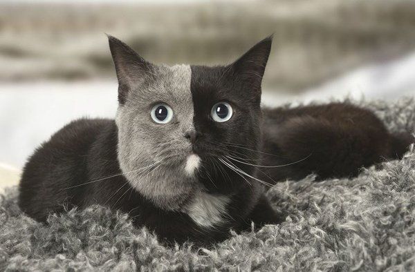 Дволикий кіт-химера підкорює Інтернет. Мережа у захваті від французького кота, у якого половина морди сіра, а половина - чорна.