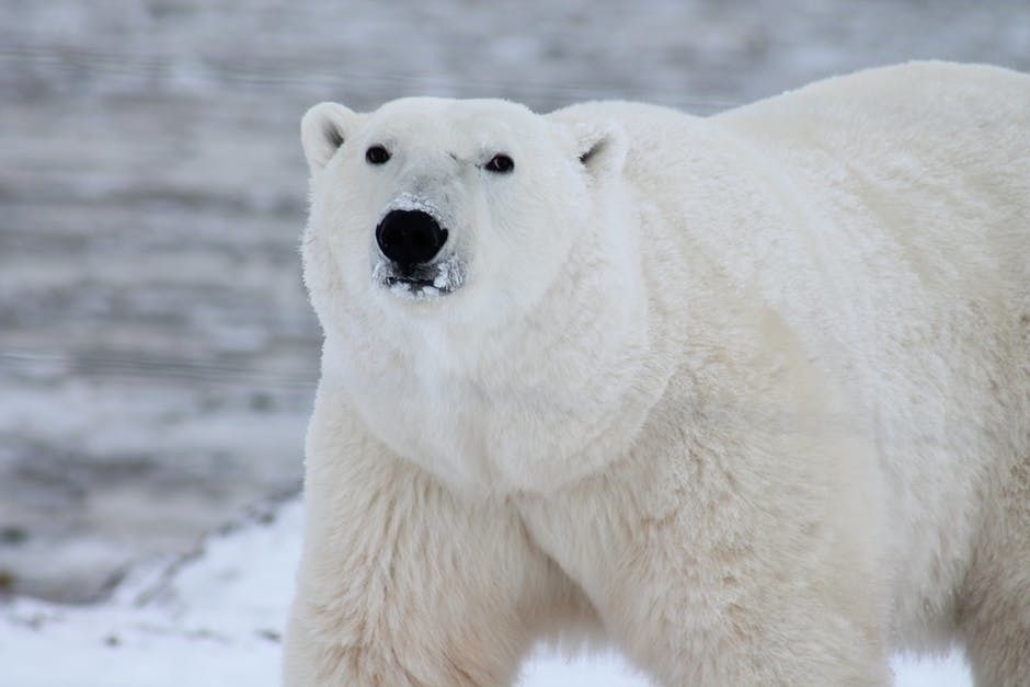 27 лютого - Міжнародний день полярного ведмедя. У природі білих ведмедів можна зустріти тільки в Арктичних широтах, поблизу Північного полюса.