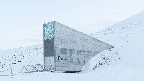 Всесвітнє сховище насіння вирішено удосконалити. На острові Шпіцберген, розташованому в Північному Льодовитому океані, в 2006 році було побудовано унікальну будову – світовий банк-сховище насіння.
