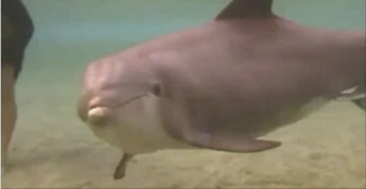 Дайвер помітив дельфіна, дивно плаваючого неподалік, а потім сталося справжнє диво! (ВІДЕО). Те, що побачили дайвери, їм вдалося зняти — неймовірно рідкісне видовище, яке не може залишити байдужим нікого.