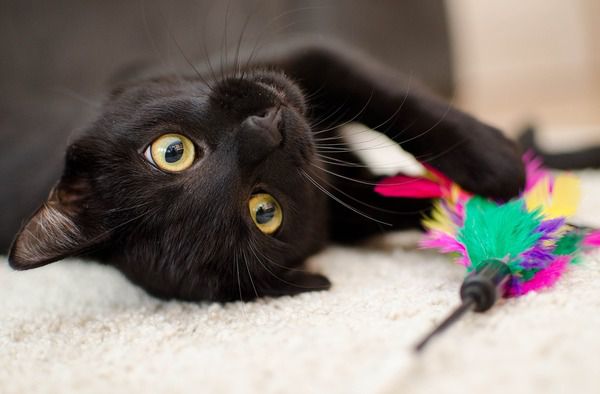 Народні прикмети, які пов'язані з кішками. Якщо чорна кішка перебігла дорогу, прикмети про кішок попереджають: значить трапиться якесь нещастя. Чому саме чорна кішка і взагалі кішка, а не собака чи заєць?