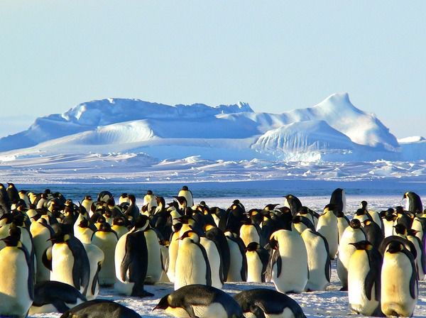 NASA допомогли знайти суперколонію рідкісних пінгвінів в Антарктиді. Пінгвіни Аделі — вимираючий вид тварин.