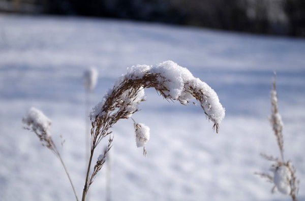 Народні прикмети на 3 березня – Ярило з вівсянкою. Багато снігу – ознака того, що буде багато хліба