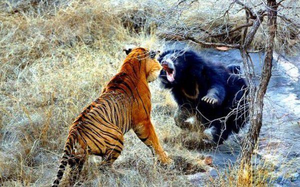 В Індії зняли на відео сутичку ведмедя з тигром. Тигр більше п яти хвилин атакував ведмедицю, яка боролася, захищаючи дитинча. Обидві тварини отримали поранення, але залишилися живі, а ведмежа втекло неушкодженим.