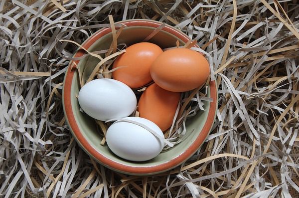 чи є різниця між білими та коричневими курячими яйцями?