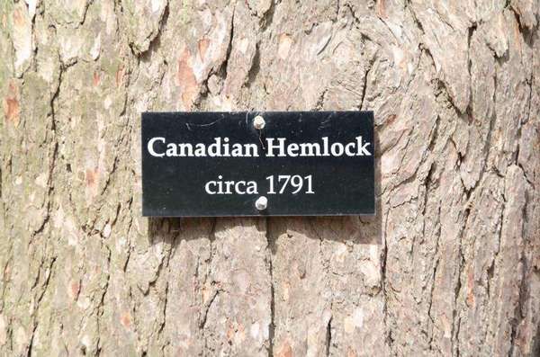 Буря зламала дерево, яке посадив 227 років тому перший президент США. Через бурю, яка вдарила по північному сходу США, зламалось хвойне дерево—канадська тсуга, яку 227 років тому посадив засновник і перший президент США Джордж Вашингтон