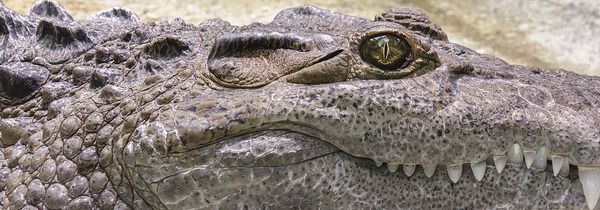 У череві 6-метрового крокодила знайшли людські кінцівки. В Індонезії в утробі величезного крокодила, якого вважали винним у загибелі чоловіка з Борнео, знайшли чоловічу руку і ногу.
